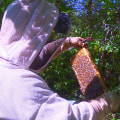 Faire du miel à la maison : tout ce que vous devez savoir